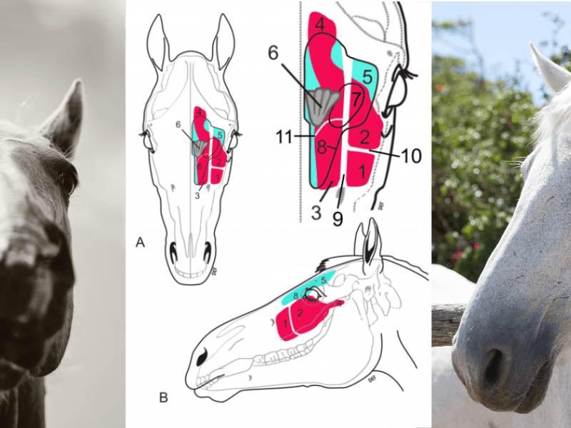 Equine Sinusitis