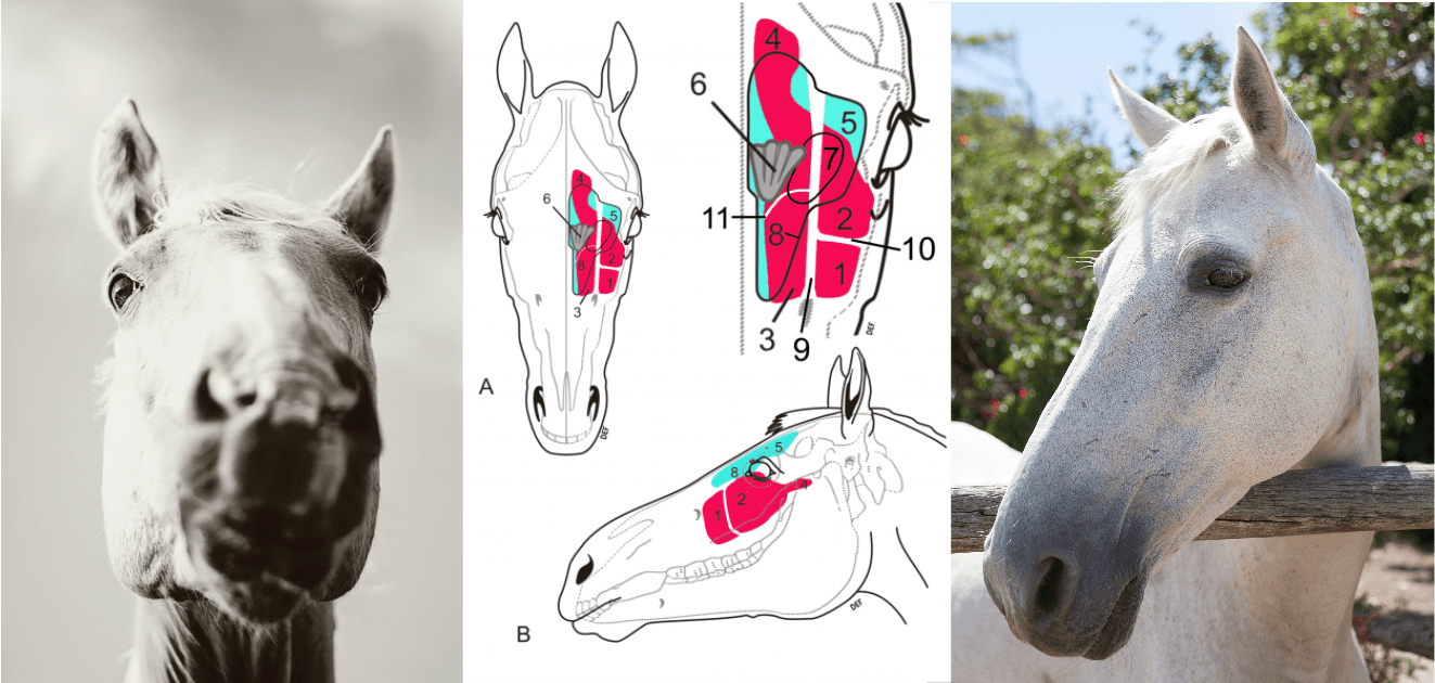 Equine Sinus