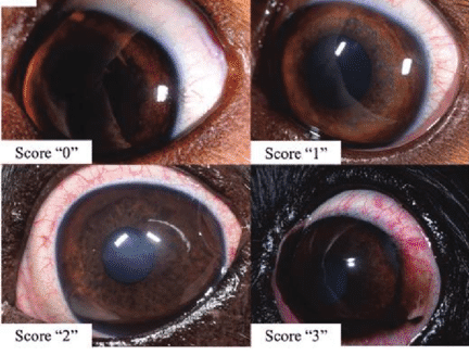 Conjunctival hyperemia