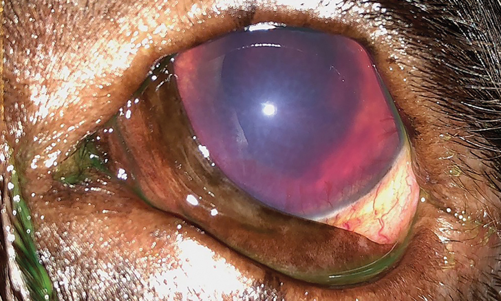 Iridocyclitis Canine 