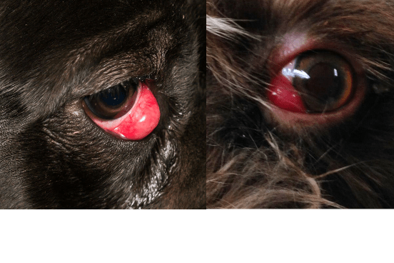 Cherry Eye in Dog and Cat