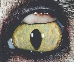 Conjunctivitis in Cat