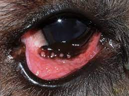 Conjunctivitis in Dog