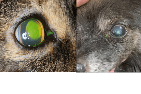 Corneal Ulcer in Cat and Dog