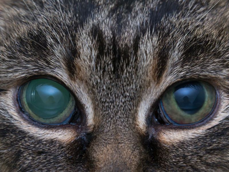 Ocular Disturbances in Veterinary Medicine – Canine &&nbsp;Feline