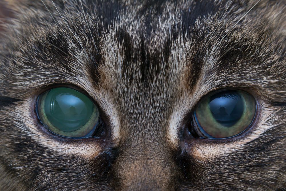glaucoma-in-cat