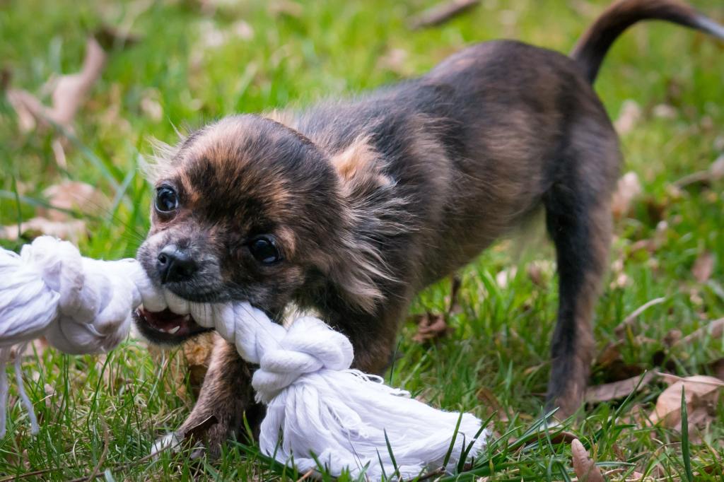 Pup involved in exercise -  rope pulling