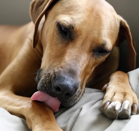 Acral lick dermatitis in dog