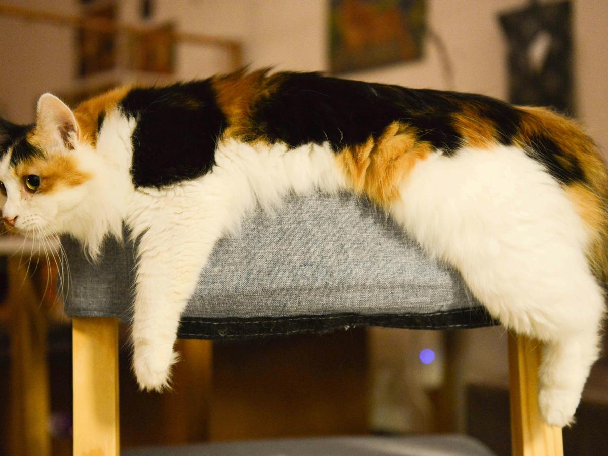 Comprehensive Guide to Feline Asthma: Pathogenesis, Diagnosis &&nbsp;Therapy